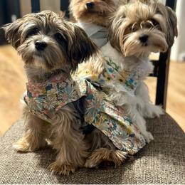 Shih Tzu and Yorkshire Terrier All Grown Up from Empire Yorkies