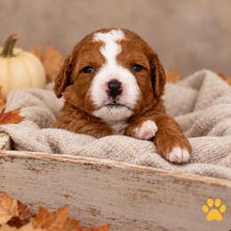 Etta (Loretta) - Red  female Goldendoodle puppy in Hendersonville, Tennessee from Ben's Best Buddy Goldendoodles
