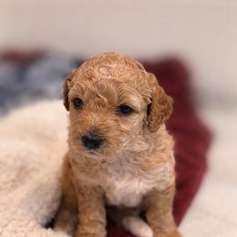 Penny Von BridleWoof - Apricot female Goldendoodle puppy in Great Barrington, Massachusetts from BridleWoof