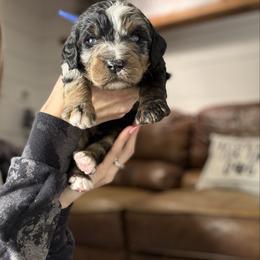 Teddy - Merle male Bernedoodle puppy in Bellevue, Iowa from Blended Acres & Kennels
