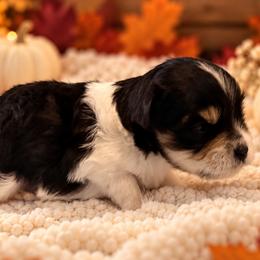 Echo - Black and silver male Miniature Schnauzer puppy in San Augustine, Texas from My Little Schnauzer Pals