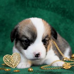Falk's Finest Zoot - Sable male Pembroke Welsh Corgi puppy in Marinette, Wisconsin from Falk's Finest Corgis