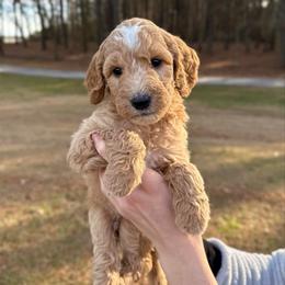 Cider - Apricot male Goldendoodle puppy in Kenansville, North Carolina from J+A Family Doodles