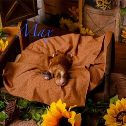 Max - Red  male Goldendoodle puppy in Syracuse, Utah from 2 Bros Doodles