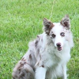 Gus - Border Collie