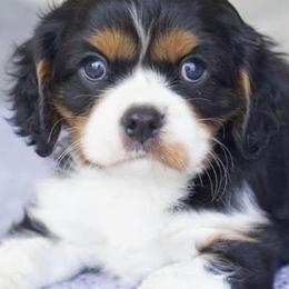 Cavalier King Charles Spaniels from Blueberry Hill Cavaliers