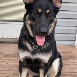 German Shepherds from S and R kennels