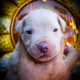 Chronos- Boy 2 - White male Dogo Argentino puppy in San Diego, California from Debonair Dogos