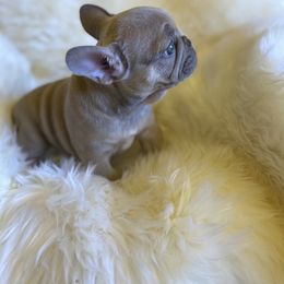 Hammy - French Bulldog puppy in Palmdale, California from Tickled Frenchies