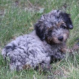 Oren - Merle male Whoodle puppy in West Bend, Iowa from Blue Skies Terriers