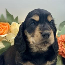 Fiona - Black and cream female Dachshund puppy in Exeter, California from Sawtooth Miniature Dachshunds
