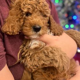 Goldendoodle Puppies from Sunnydoodle Utah