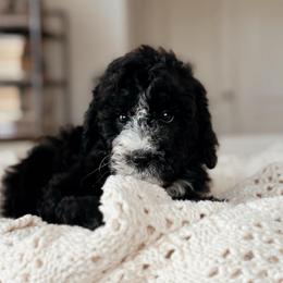 Cascade, Girl - Black and white female Bernedoodle puppy in Maricopa, Arizona from Desert Ridge Doodles