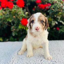 Poppy - Merle female Labradoodle puppy in Elizabeth City, North Carolina from Howdy Doodles