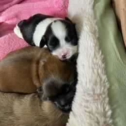 Pickles - Tricolor male Shih Tzu puppy in Wyoming, Michigan from Shih Tzu Shenanigans