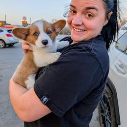 John McClain - Red and white male American Corgi puppy in Shawnee, Oklahoma from Sunray Ranch