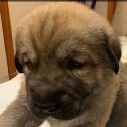 Teddy Bear - Anatolian Shepherd Dog puppy in Berkeley County, West Virginia from Reich Anatolians and Friends