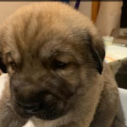 Teddy Bear - Anatolian Shepherd Dog puppy in Berkeley County, West Virginia from Reich Anatolians and Friends