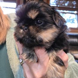 Charlie - Black and tan male Shih Tzu puppy in Carrollton, Ohio from Becker Hollow