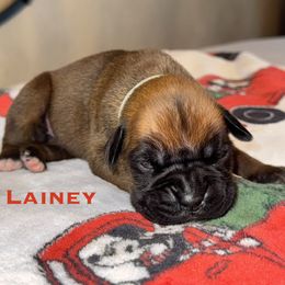 Lainey - Fawn female Boxer puppy in Cicero, New York from MK Boxer Haven of CNY