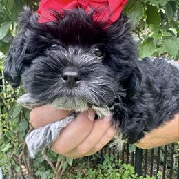 Maltipoo puppies from Malti-Poos of Tampa Bay