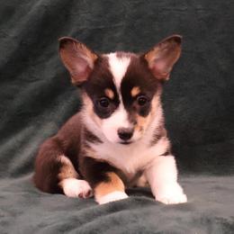 French - Black and tan female Pembroke Welsh Corgi puppy in Arcanum, Ohio from Weissway Corgis