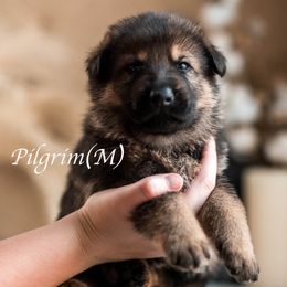 Pilgrim - Sable male German Shepherd puppy in Berwick, Maine from Vom Rindahaus Shepherds