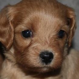 Female 1 - female Cavapoochon puppy in Fredericksburg, Ohio from Timshell Farm Specialty Crossbreed Puppies