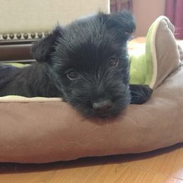 Scottish Terrier Puppies from Glendarra Scottish Terriers