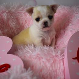 Deuce - Cream and white male Chihuahua puppy in Gloucester, Virginia from Charlotte's Web of Chihuahuas