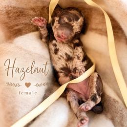Hazelnut - Merle female Goldendoodle puppy in Miami, Florida from Jade’s Paws & Co. Of Miami LLC