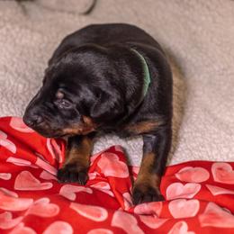 Green Boy - Black and rust male Doberman Pinscher puppy in Shelby, North Carolina from IronBee Dobermans