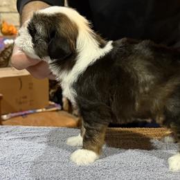 Affenpinscher, Barbet, and Tibetan Terrier Puppies from Gemms Affenpinschers, Barbets and Tibetan Terriers