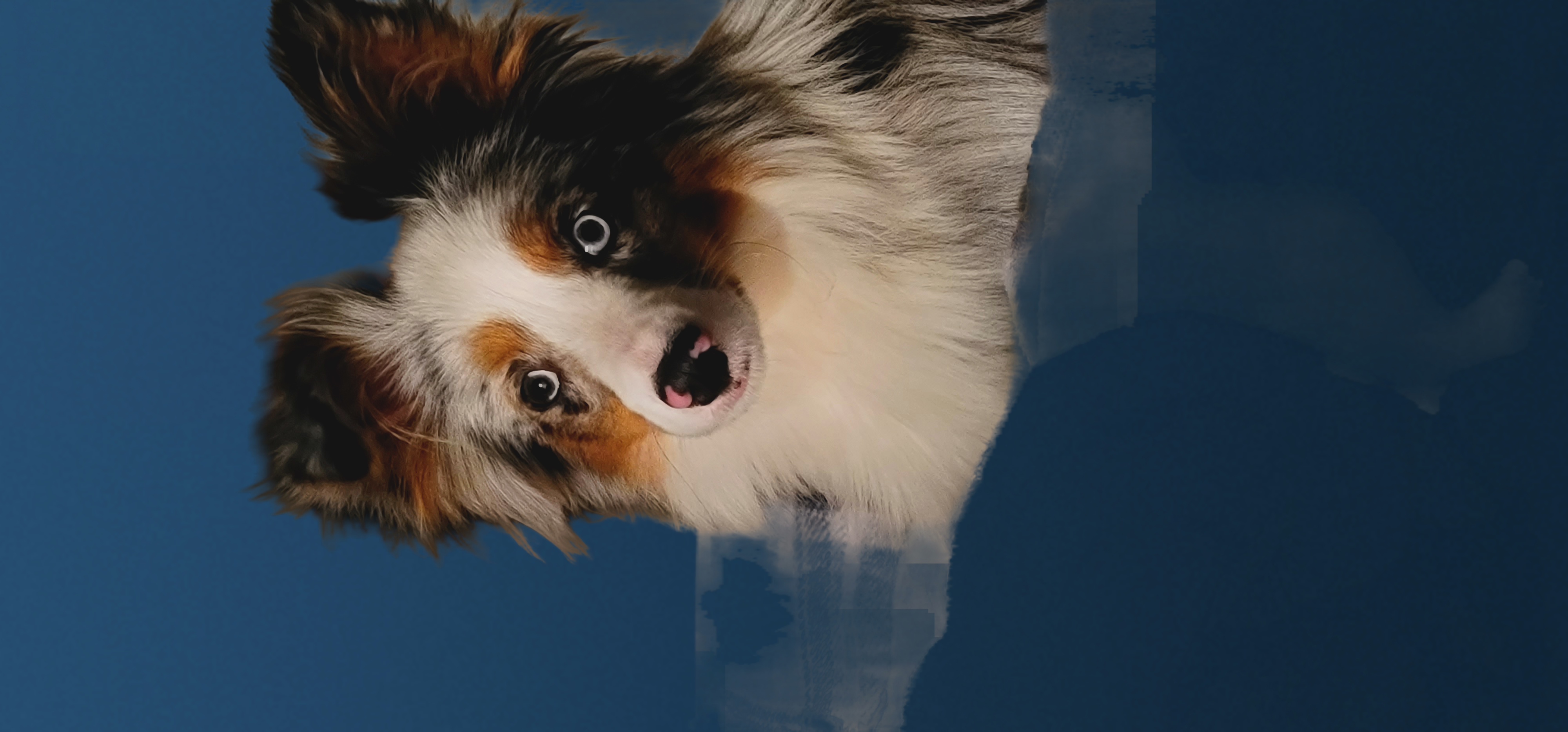 Chester - Toy Australian Shepherd