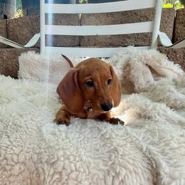 Jackie - Red female Dachshund puppy in Rio Linda, California from Destiny's Mini Doxies
