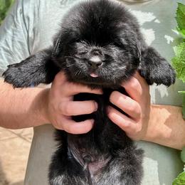 Newfoundland Puppies from Black Lions Newfoundlands