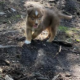 Topaz - Red tri male Miniature Australian Shepherd puppy in Priest River, Washington from Offgrid Aussies
