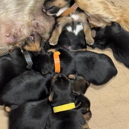 Yorkshire Terrier puppies from Dewy Rose Yorkies