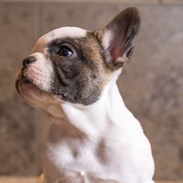 French Bulldogs from Savvy Frenchies