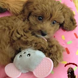 Cavapoos, Goldendoodles, and Poodles from Halo's Heroes Doodles