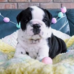 Bulldog Puppies from The Barking Lot