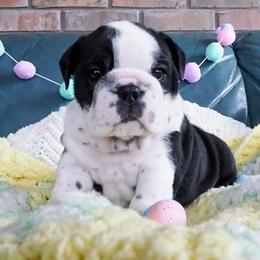 Bulldog Puppies from The Barking Lot