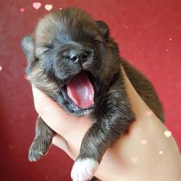 Choc Sable F - Chocolate sable female Pomeranian puppy in Albany, Oregon from Purrs N Poms
