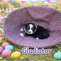 Gladiator - Black tri male Miniature Australian Shepherd puppy in Orrtanna, Pennsylvania from Mountain Top Shepherd's