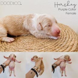 Sheepadoodle Puppies from DOOD and Co