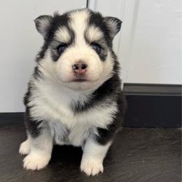 Stella - Black and white female Pomsky puppy in La Verne, California from Red Cedar Pomskies