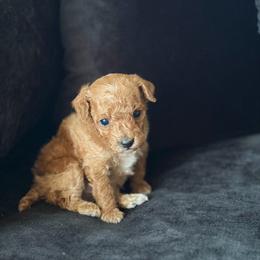 Dallas - Red  female Poodle puppy in Kissimmee, Florida from Unique Poodles