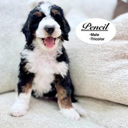 Pencil - Tri-color male Bernedoodle puppy in Jackson, Mississippi from T.M. Poodles & Doodles