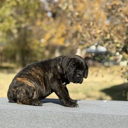 Red F - Black female Cane Corso puppy in Paris, Texas from Knucklehead Cane Corso