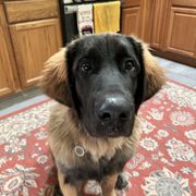 Rhanger - Leonberger